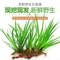 Stone calamus water grass land and water tank landscaping material fish tank grass wire orchid mini gladioli water sword background green grass