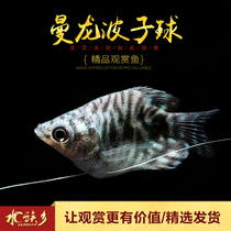 Aquarium Township] Blue Manlong Wave Ball Blue Man Dragon Huang Wanlong Bo Zi Vest Ball Fish Aquatic Tank Ornamental Fish