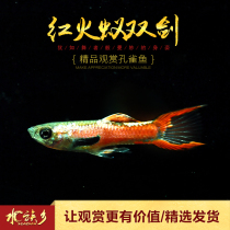 Aquarium] Red Fire Ant double sword Peacock viewing small fish tank pet fire red elf living tropical freshwater fish