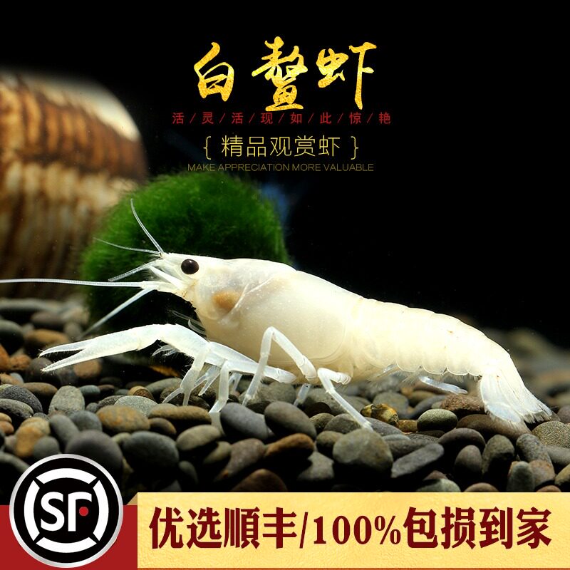 White Turtle alternative ornamental pet White Jade Snow Jade Beauty Shrimp Living Freshwater American Small Crates Shrimp Grass Vat with Algae Shrimps