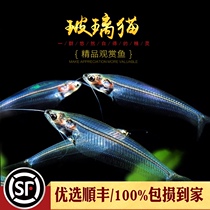 Glass cat tropical water grass tank box ornamental live pet blue three-line transparent ghost cat fish swimming small fish