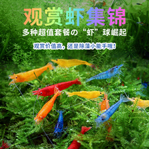 Variety of Rice Shrimp Complete Collection of Cherry Blossom Shrimp Extreme Fire Shrimp Baking Paint Gold Rice Shrimp Golden Back Xiangjishi Taiwan Improved Species Live