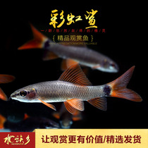 Rainbow shark pink shark aquarium red fin shark scavenger removal Moss tool fish rainbow fish algae fish live