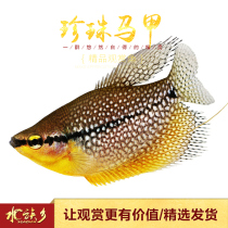 Pearl vest fish Small tropical ornamental fish Golden Manlong Blue Manlong ball type National blood red Lili fish live