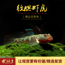 Guangdong pattern goblet snout Gobo native cold water ornamental fish pattern Gill yellow lip stream kiss shrimp Tiger red fin shrimp live