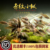 Striped minibus two whiskers seven-star crucian carp wild freshwater ornamental fish native small minibus cold-resistant live fish