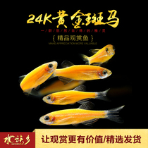 Aquarium Township]24K gold zebrafish fluorescent medusa night pearl fluorescent grass tank cold water freshwater small group tour