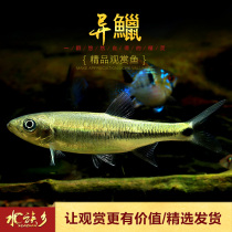 Long-finned and wide-fin fish Chinese native fish cold water ornamental fish wide-fin Tinmouth fish cold-resistant warm-free living