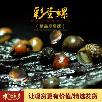 Egg snail bee horn snail ornamental snail zebra onion snail grass tank scraping algae Moss tool snail fresh water algae removal Live