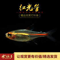 Aquarium township]Light tube fish glass neon tropical ornamental fish water grass tank group swim small red tube lamp fish