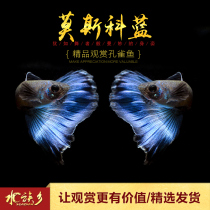 Moscow blue guppies boutique ornamental purebred tropical small viviparous fish ice blue Moran ink ribbon live