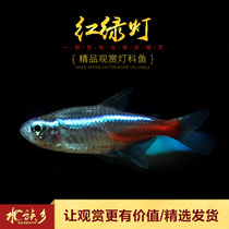 Aquarium Township] Traffic light water grass tank small group tour tropical viewing lantern fish neon red lotus lantern fish