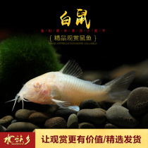 Aquarium Township] Mouse fish red-eyed coffee rat tank cleaning tools eat garbage to clean food residue live