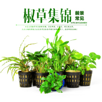 Pepper grass complete fish tank landscape water grass mini green pepper green Wendy broad leaf fountain pepper coffee bubble pepper