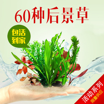 Back view water grass collection centipede grass red chrysanthemum green chrysanthemum blood red pink green court Big Pagoda water orchid Newtonian living body