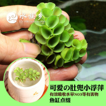 Special specials duckweed duckweed duckweed strong absorption nitrate removal oil film fish shrimp tank purification water quality water grass