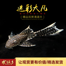 Aquarium township] Camouflage fan beard fish snowflake sail beard scavenger grass tank algae removal tool fish live