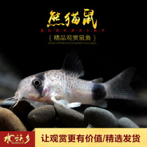 Aquarium Township] Panda mouse fish tropical ornamental algae removal fish tool fish eating fish tank garbage rat fish is very cute