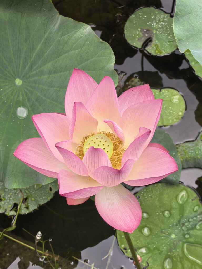 育儿生活馆