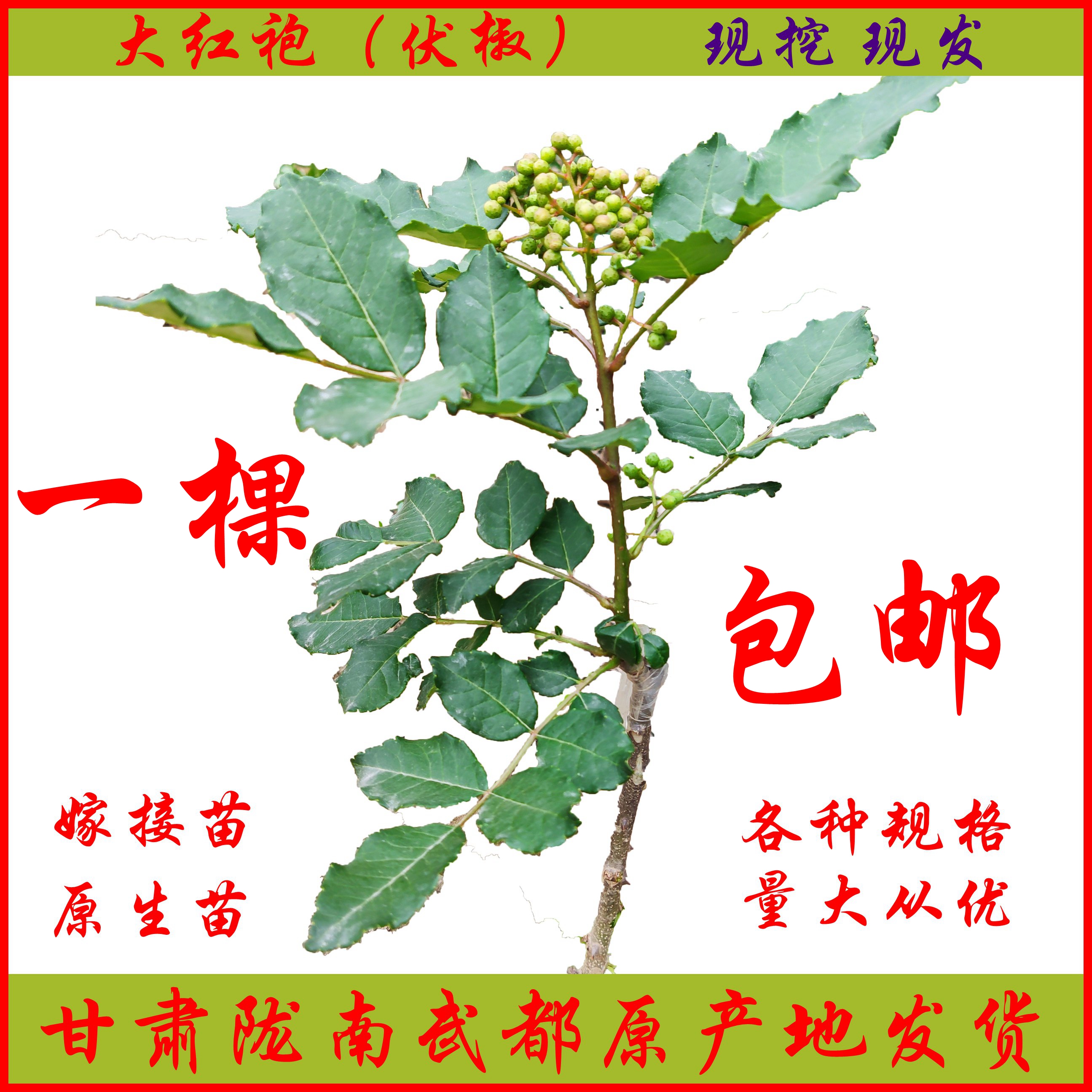 Longnan Wudu grafted pepper saplings thornless pepper saplings native thorns authentic Dahongpao lion head
