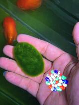 Long hair algae green algae species green carpet short hair algae green hair algae goldfish Lanshou Thai lion native tank cryptomony source spores