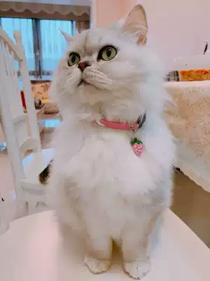 Handmade ~ Pet collars~