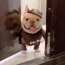 Small eyes family pet funny transformation express clothing UPS casual