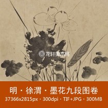 Xu Wei Mo Hua nine-section picture scroll Ming Dynasty famous painting Chinese painting ink flower flower and bird painting electronic picture material
