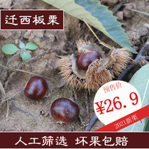 2021 Qianxi chestnuts raw and fresh Kuancheng farmers now pick hair chestnuts 5 kg of oil chestnuts