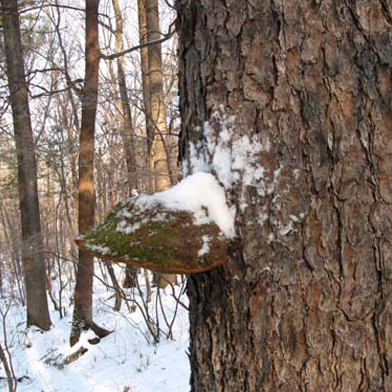 Small iron pillar brother Changbai Mountain wild Ganoderma lucidum pine needle layer pine tree mulberry yellow whole branch can be cut into pieces or powder