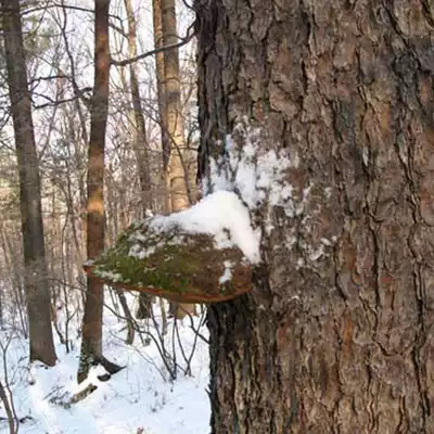 Xiaotiezhu Brother Changbai Mountain wild ganoderma lucidum pine needle layer pore bacteria Pine mulberry yellow pruning can be diced or pulverized
