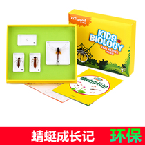 Qianfan Kindergarten Childrens Primary School Teaching with Animal Insect Dragonfly Growth Process Real Resin Specimen Set
