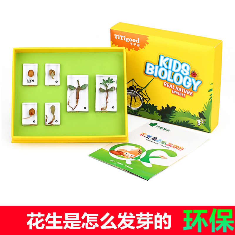one thousand Sail Elementary School Teaching Tools Children Plant Science Teaching Peanut Germination Growth Real Specimen Resin Sealing Suit