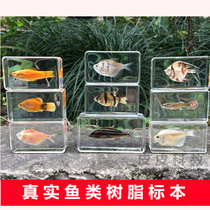 Marine tropical fish ornamental fish angelfish ingrefish fish freshwater fish resin specimen book town ornaments Amber