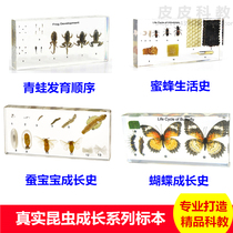 Kindergarten teaching real small animal insect growth and development specimen tadpole frog butterfly insect cabbage flower butterfly