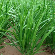 Four seasons sown leek seeds balcony courtyard vegetable seeds high germination rate can be harvested several times 9 yuan