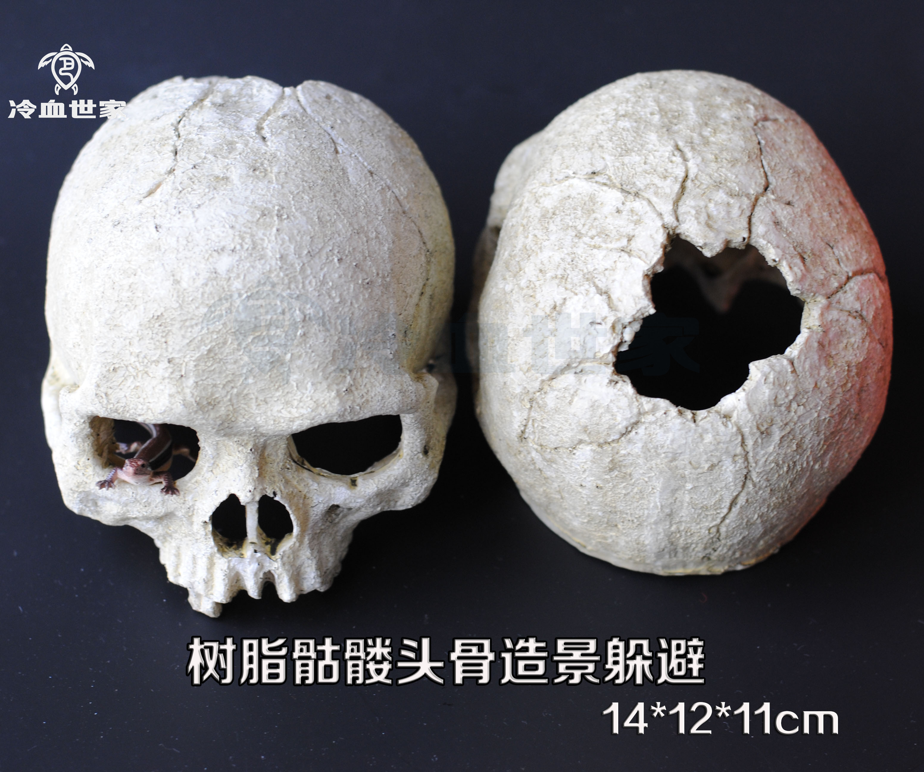 Reptiles Lizard Lizard Patron Snake spider Centipede Scorpion Beetle Beetle Reptile fish tank Skull skull Skull Building View Dodge