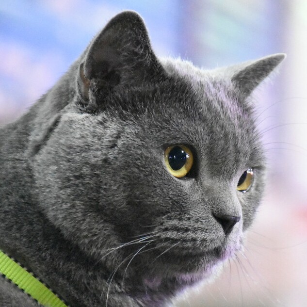 猫叔配饰