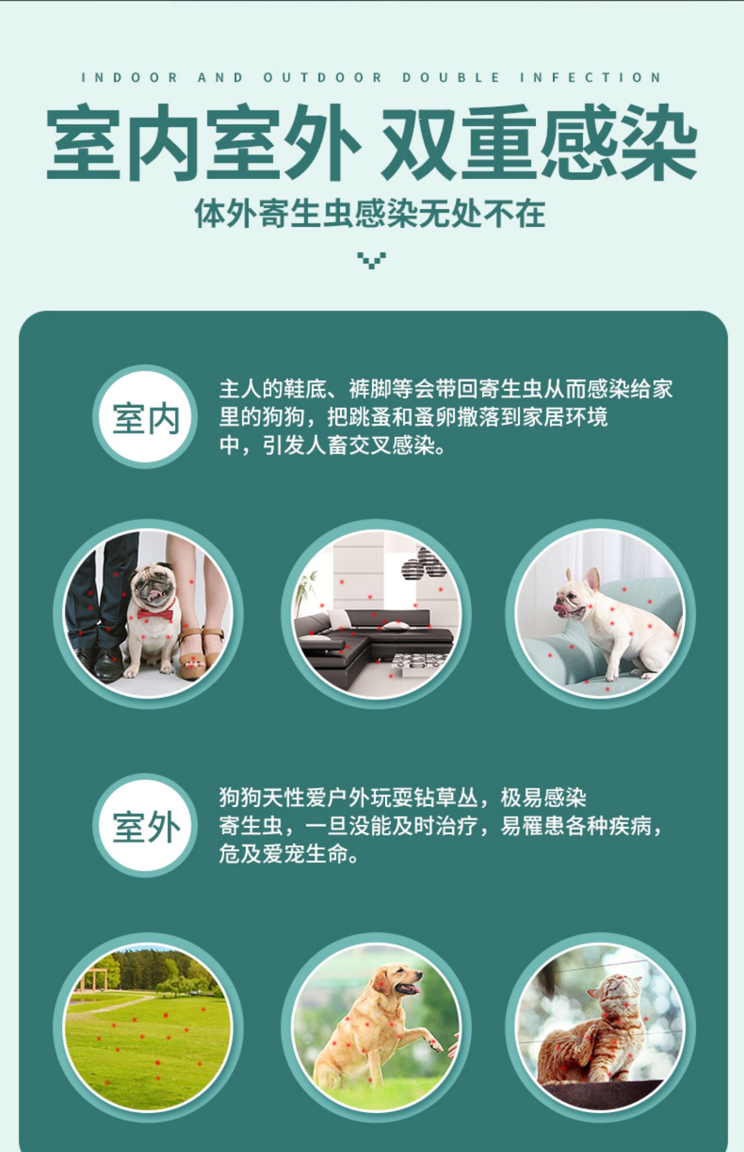 Thuốc tẩy giun sán cho chó và mèo cao - Cat / Dog Medical Supplies 	các loại kim tiêm trong thú y	