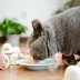 Jin Duole Black Sand Cat Pudding Hemosa Cat Jelly Cat Đóng hộp Đồ ăn nhẹ Đồ ăn ướt Gói tráng miệng Cup 25gx50 - Đồ ăn nhẹ cho mèo Đồ ăn nhẹ cho mèo