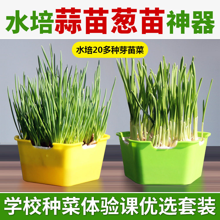 Hydroponic garlic seedling seed onion artifact bean sprout planting plate green sprout seedling seedling plate soilless cultivation garlic seed