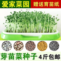Hot-selling sprouts vegetable seeds soilless cultivation paper on vegetable hydroponic vegetable seeds Perilla flaxseed radish pea