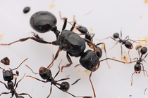 2020 Big head harvest ants new post-small group