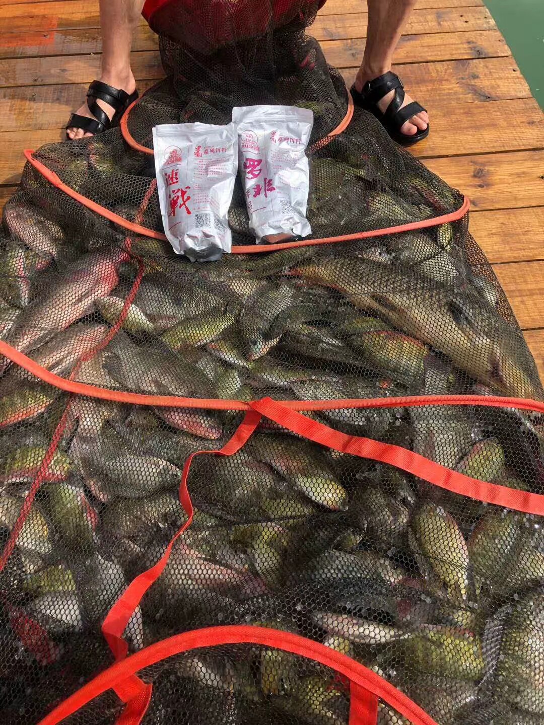 小艺哥【速战】通用型饵料:钓鱼新手也能速成大师的神器!-台钓饵-淘宝好物网