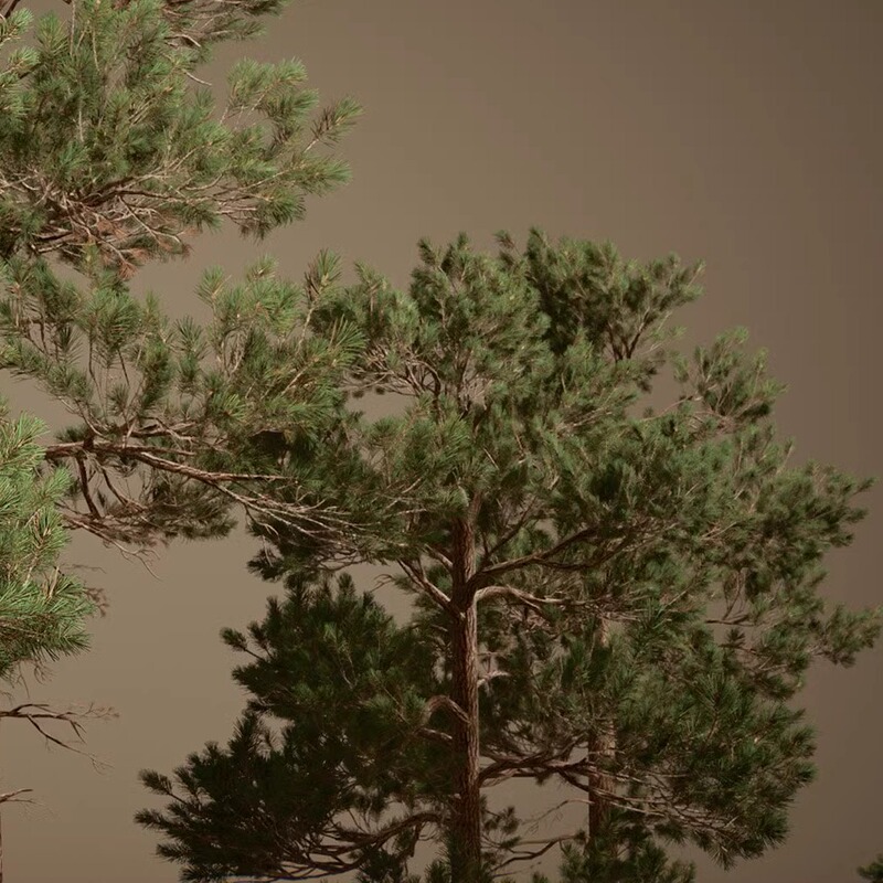 Ue5.1 Realistic Pine Trees Foliage Vol.2 - Pines (Nanite and Low Poly)