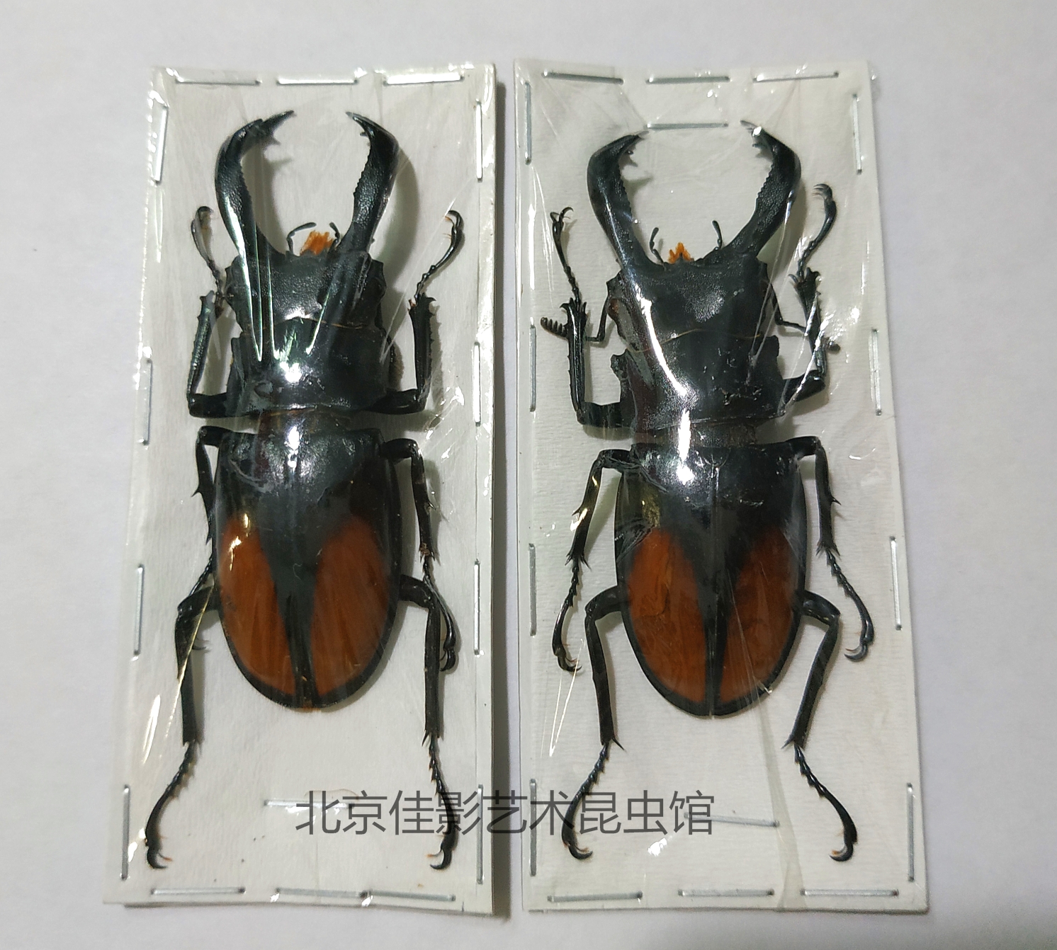 魅力的な Hexarthrius kiyotami標本 forsteri - 虫類用品 - hlt.no 魅力的な Hexarthrius kiyotami標本 forsteri - 虫類用品 - hlt.no