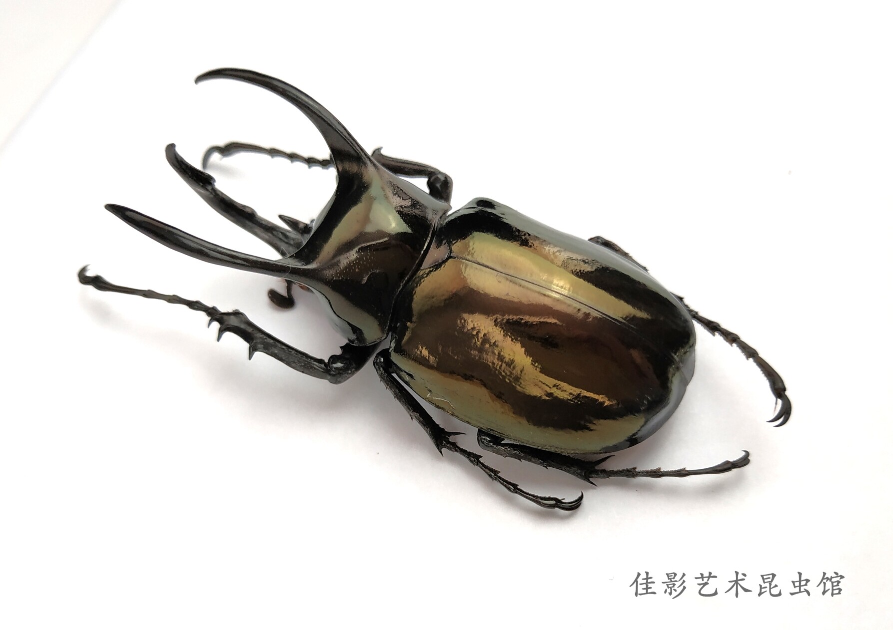 Chalcosoma mollemkampi 標本 Chalcosoma的價格推薦- 2025年11月| 比價