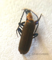 Jiaing yejiaobuka Каждый раз, когда (маленький червь) размер образец для насекомых составляет около 1 см.