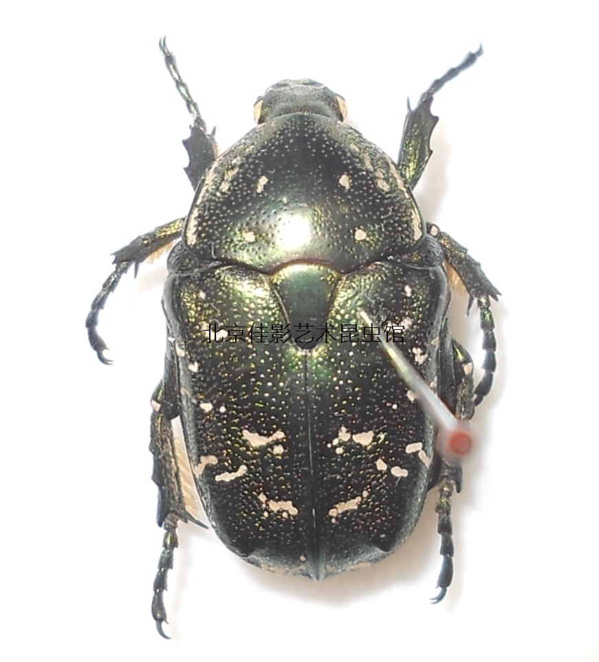 Jia Ying: Specimen of the White Star Flower Golden Turtle; Wet Worm; Golden Turtle Family; Student Teaching and Research Collection;