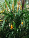 Artificial Corn Tree, Fake Corn Seedlings, Plastic Crops, Fake Corn Stalks, Rural Plants, Landscaping Decoration, Agricultural Crops